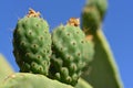 Close up of green prickly pears still hanging on prickly pear cactus against a blue sky in Sicily Royalty Free Stock Photo