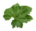 Close up green pumpkin leaf isolated on white