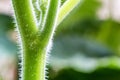 Close up green pumpkin stem Royalty Free Stock Photo