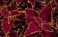 Close up green and purple coleus solenostemon hybrida leaves background