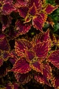 Close up green and purple coleus solenostemon hybrida leaves background