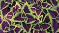 Close up green and purple coleus solenostemon hybrida leaves background