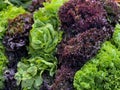 Close up of green and purple lettuce leaves at a local farm stand Royalty Free Stock Photo