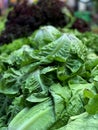 Close up of green and purple lettuce leaves at a local farm stand Royalty Free Stock Photo