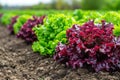 Close-up of green and purple lettuces planted in an agricultural field ready to be harvested Royalty Free Stock Photo