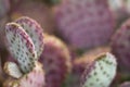 Prickly pear cactus 0874