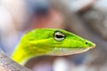 A close up of a green python resting on a tree branch highlights the intricate scales and piercing eye of this wild reptile in its Royalty Free Stock Photo