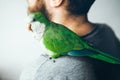 Friendly Monk Parakeet is looking at camera with curiosity. Royalty Free Stock Photo