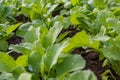 Close up of green radish leaves in garden in spring Royalty Free Stock Photo