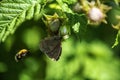 Green raspberry Bush with ripening berries and a dark brown butterfly with a pattern on its wings, which is sitting on a flower, a Royalty Free Stock Photo