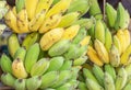 Close up green raw cultivated bananas or Pisang Awak Bananas or Kluai Namwa Musa sapientum Linn Musa ABB CV.Kluai Namwa