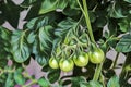 Green raw tomatoes and green leaves in nature. Royalty Free Stock Photo