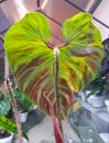 Close up of the green and red back leaf of Philodendron Verrucosum Amazon Sunset Iricolor Royalty Free Stock Photo