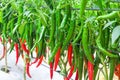 Close up green and red chilli pepper field growing or fresh copsicum annuum hanging on tree in vegetable farm