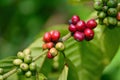 Close up green and red coffee beans on tree, Royalty Free Stock Photo