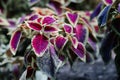 Close up green and red coleus solenostemon hybrida leaves background