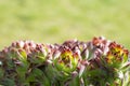 Close up Green and Red Tips Echeveria Succulent Flowering Houseplants Background, Royalty Free Stock Photo