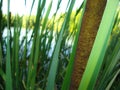 Close up of green reed background Royalty Free Stock Photo