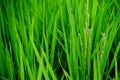 Close-up of green rice being grown in a field in Myanmar, Asia Royalty Free Stock Photo