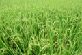 Close up green rice.