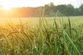 Close up of green rice field at morning Royalty Free Stock Photo