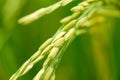 Close up of a green rice field