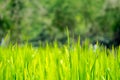 Close up green rice Field with water dew, Agriculture background Royalty Free Stock Photo