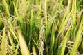 Close up green rice paddy on rice plant in Thailand Royalty Free Stock Photo
