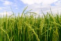 Close up of green rice paddy in rice field