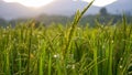 Close up of green rice in the rice fields at sunrise in the countryside Royalty Free Stock Photo