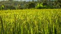 Close up of green rice in the rice fields at sunrise in the countryside Royalty Free Stock Photo