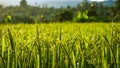 Close up of green rice in the rice fields at sunrise in the countryside Royalty Free Stock Photo