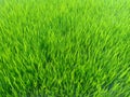 Close up of green rice seedling nursery as background textured