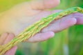 Close up Green rice in woman