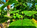 Close-up of green rimbang fruit