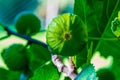 Close-up green and ripe figs on fig tree Royalty Free Stock Photo