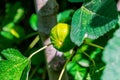 Close-up green and ripe figs on fig tree. Royalty Free Stock Photo