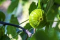 Close-up green and ripe figs on fig tree. Royalty Free Stock Photo
