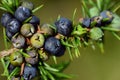 Close up of green and ripe juniper berries on the bush, in autumn Royalty Free Stock Photo