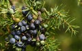 Close up of green and ripe juniper berries on the bush, in autumn with threads and leaves Royalty Free Stock Photo