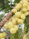 close up of green ripe star gooseberry on the tree