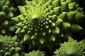 Close up of green Romanesco broccoli vegetable