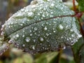 Close-up of green rose leaf covered with early morning frost Royalty Free Stock Photo