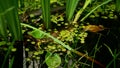 Close up of green round small lily leaves on the surface of a dark small pond or a swamp. Creative. Natural landscape Royalty Free Stock Photo