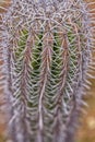 Close-up of a green Saguaro cactus with white spines protruding from its surface Royalty Free Stock Photo