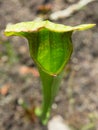 A close up Green sarracenia x excellens pitcher plant pitfall trap in a botanical garden.