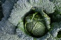 Close up of green savoy cabbage growing in the field. There are large drops of water on the leaves Royalty Free Stock Photo