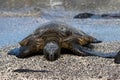 Close of up green sea turtle on beach. Eyes closed. Next to black rock. Water in background. Royalty Free Stock Photo