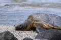 Close of up green sea turtle on beach. Eyes closed. Next to black rock. Water in background. Royalty Free Stock Photo