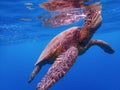 Close Up Green Sea Turtle Breathing at Surface of Water Royalty Free Stock Photo